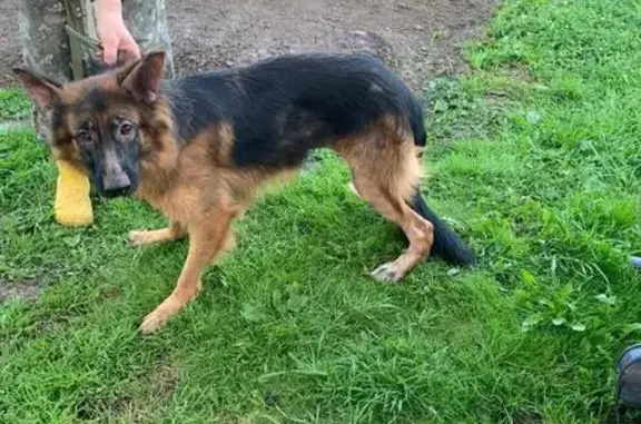 Найдена собака, Суздаль, фото: Найдена собака, Торговая пл., 14, Суздаль