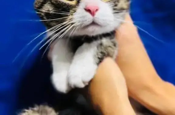 Кошка найдена, ул. Михайлова, 30А к4