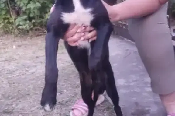 Найдена собака, Омская область, фото: Собака найдена в Харламовском, Омск