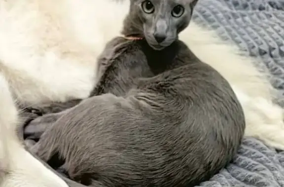 Пропала кошка, 1-я Береговая, 1, Подольск