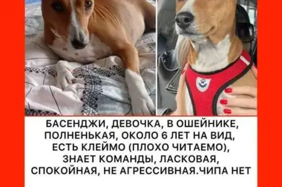 Найдена собака, Москва, фото: Найдена собака, Кантемировская 4к3, Москва