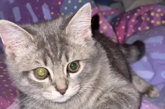 Объявления о пропавших и найденных животных, Котлас, фото: Пропала кошка, Октябрьская 13, Котлас