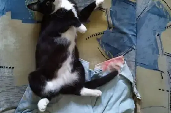 Кошки потеряшки, Астана, фото: Потеряшка кошка на Окжетпес, 50, Астана