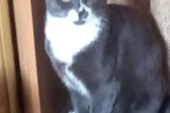 Кошки потеряшки, Северодвинск, фото: Потеряшка кошка, пр. Победы, 60, Северодвинск