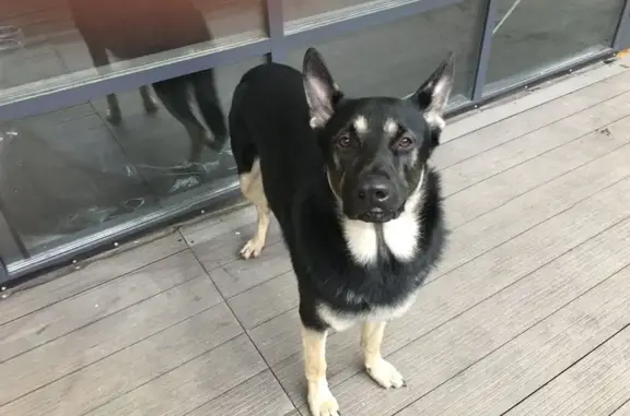 Овчарка найдена на 1-я Хуторская, 8, Москва