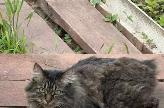 Кошки потеряшки, Ивановская область, фото: Потеряшка кошка, Наволоки, Ивановская обл.