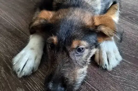 Щенок найден: 9, Старый Оскол