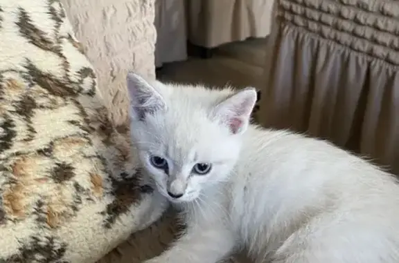 Пропала кошка, Луганская ул., 2, Копейск