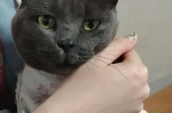 Пропала кошка, Аллея Смелых 82А, Калининград