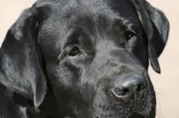Найден чёрный лабрадор в п. Лужки