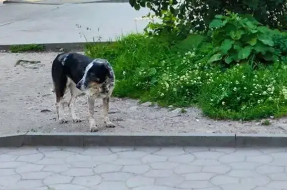 Собака ждёт хозяина, ул. Карла Маркса, 10