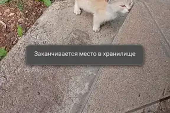 Найдена кошка, Давлеканово, фото: Котенок найден на Луначарского, 11