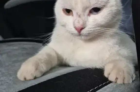 Найдена кошка, Берёзовский, фото: Найдена белая кошка, ул. Загвозкина, 65