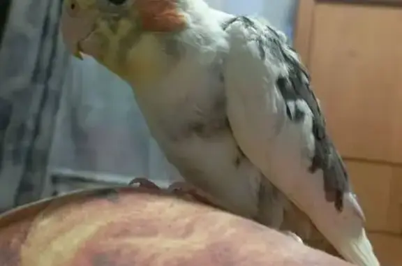 Пропала птица, ул. Котовского, 42, Новороссийск