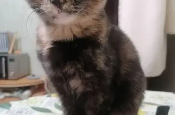 Пропала кошка, бульвар Щербины, 16, Тюмень