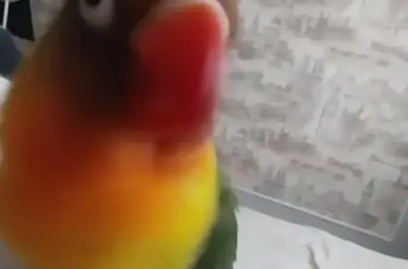 Пропала птица, Пионерская 5, Арзгир - photo