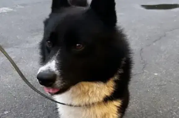 Найдена собака, Черкасская ул., Челябинск