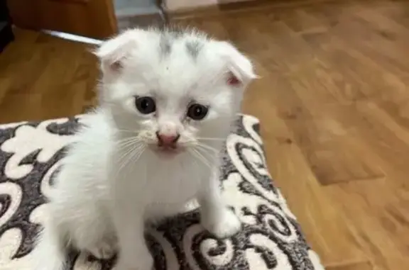 Пропал котенок, Никанорова 7, Симферополь