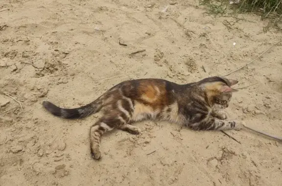 Найдена кошка, , фото: Найдена кошка, ул. Стройкова, Рязань