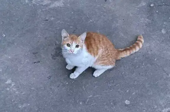 Кошка найдена у подъезда, Дружбы 79, Й-Ола