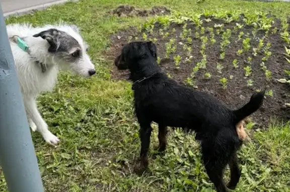 Найдена собака, ул. Дружбы, Москва