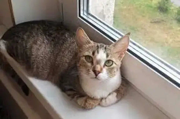 Кошки потеряшки, Тучково, фото: Потеряшка кошка, 22 Тучково