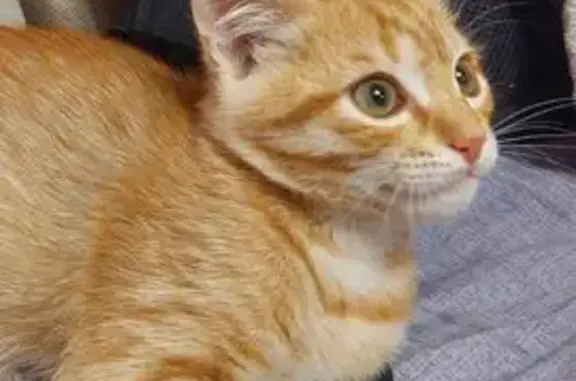 Найдена кошка, Городище (Волгоградская обл.), фото: Котёнок найден у автомойки, Спортивная 9