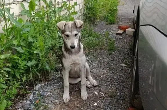 Собака найдена: ул. Строителей, Йошкар-Ола