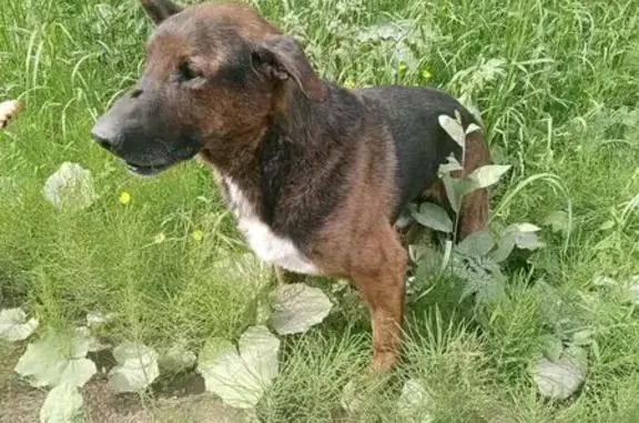 Найдена собака, Ялгуба, фото: Собака найдена у Суйсоря 10км 86К-239