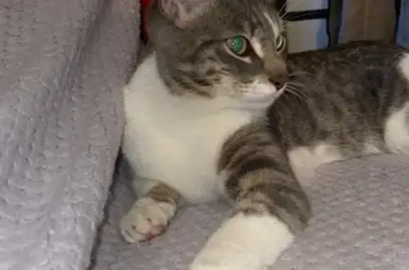 Кошка найдена, ул. Мира 57, Пермь