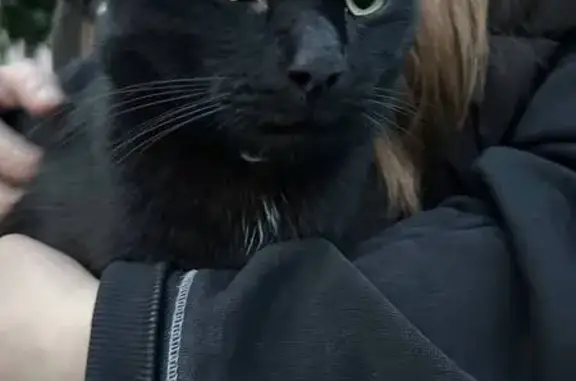 Чёрный кот найден: ул. Гайдара, 1, Чебоксары