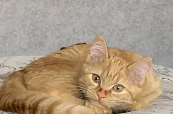 Кошки потеряшки, Ноябрьск, фото: Потеряшка кошка, ул. Изыскателей 50, Ноябрьск