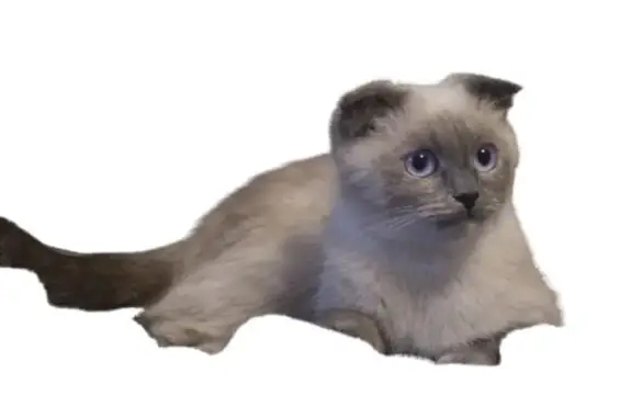Пропала кошка, ул. Гаврилова, 2А, Казань