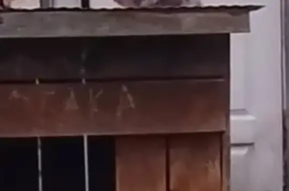 Найдена кошка, Кострома, фото: Кошка найдена: Льнянщиков 26, Кострома