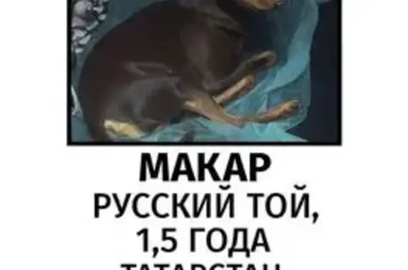 Собаки потеряшки, , фото: Потеряшка собака, ул. Дзержинского, 50, Зеленодольск