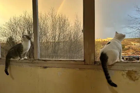 Пропала кошка Васька, Казанская 14, Уфа