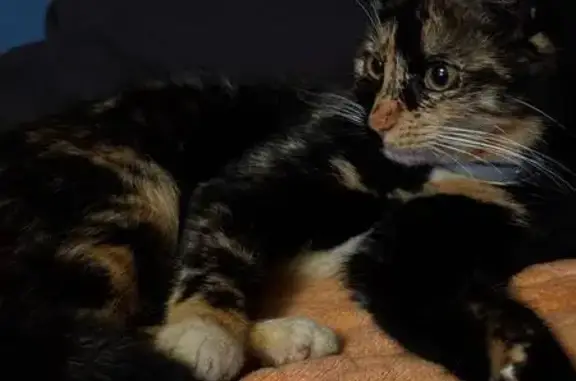 Найдена кошка, б-р Яна Райниса 24к2