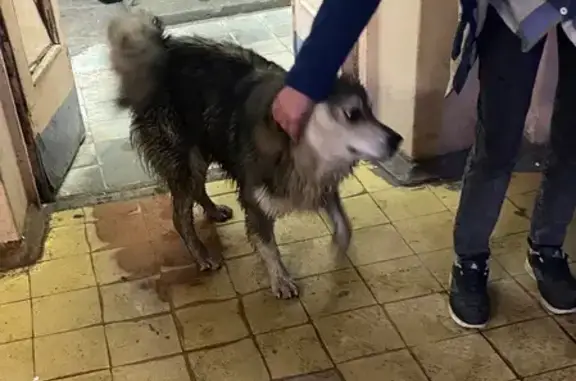 Найдена собака, Ярославль, фото: Собака найдена: ул. Урицкого 69, Ярославль