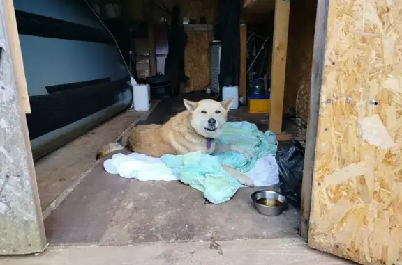 Найдена собака у моста, Вороново, д. 42 - photo