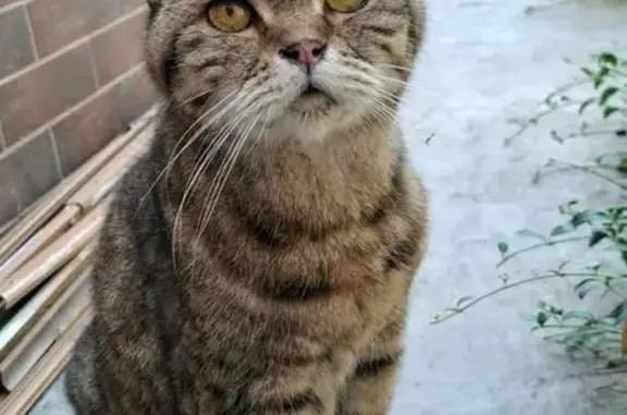 Найдена кошка, Симферополь, фото: Найдена кошка на ул. Дыбенко, Симферополь
