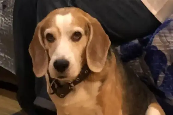 Собаки потеряшки, Ярославль, фото: Потеряшка бигль, ул. Свердлова 98/10, Яр.