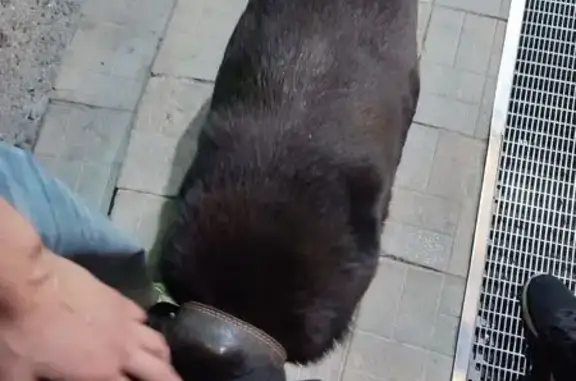 Собака найдена на ул. Энтузиастов, Чебоксары