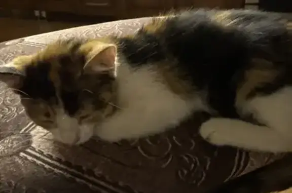Найдена кошка, Динская, фото: Найдена кошка, ул. Мичурина, 29, Динская