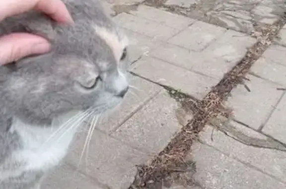 Найденные животные Московская область, фото: Найдена кошка, ул. Григорчиково, МО