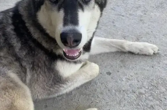 Хаски найдена, ул. Набережная, 1А/1, Сосновка