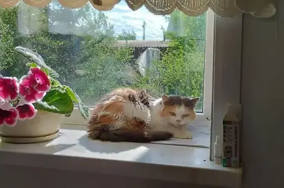 Пропала кошка, Славянская ул., 30, Смоленка