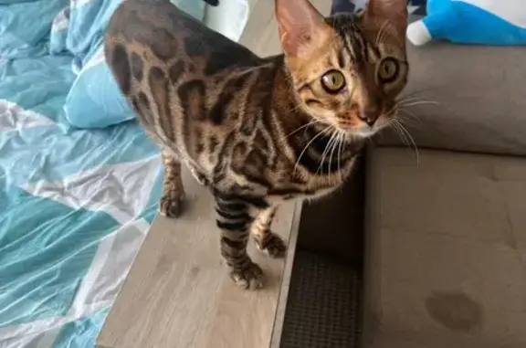 Кошки потеряшки, Марковское, фото: Потеряшка кошка, Малиновая ул., 4А