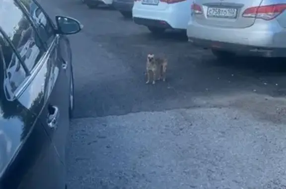 Собака найдена: ул. Чапаева, 33, Уфа