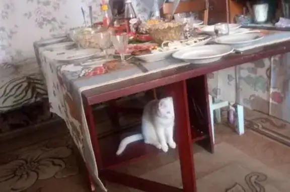 Пропала кошка, ул. Фрунзе, 7, Чита