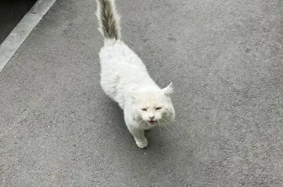 Кошка найдена на Меридианной, 26, Казань